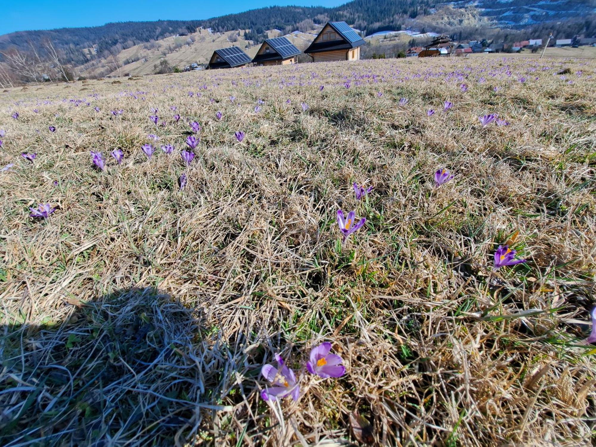 Domki Gorce Klikuszowa Sauna Jacuzzi エクステリア 写真
